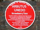 Arbutus Unedo Strawberry Tree (id=3004)